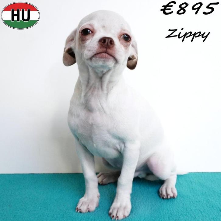 "Zippy" Chihuahua (reutje) pup te koop, Dieren en Toebehoren, Honden | Chihuahua's en Gezelschapshonden, Reu, Chihuahua, Handelaar