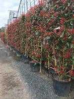 MODERNE LUXE GROENSCHERMEN VOOR TUIN, Ophalen