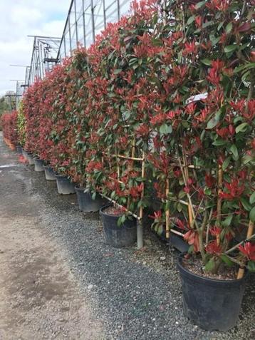 MODERNE LUXE GROENSCHERMEN VOOR TUIN beschikbaar voor biedingen