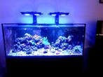 inhoud Zeeaquarium, Dieren en Toebehoren, Ophalen, Gebruikt, Gevuld zeewateraquarium
