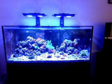 inhoud Zeeaquarium beschikbaar voor biedingen