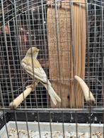 Razas jaspis, Animaux & Accessoires, Oiseaux | Canaris, Plusieurs animaux, Canari de posture