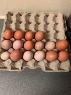 Broedeieren, Enlèvement, Comme neuf