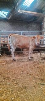 4 blonde vaarzen, Dieren en Toebehoren, Runderen