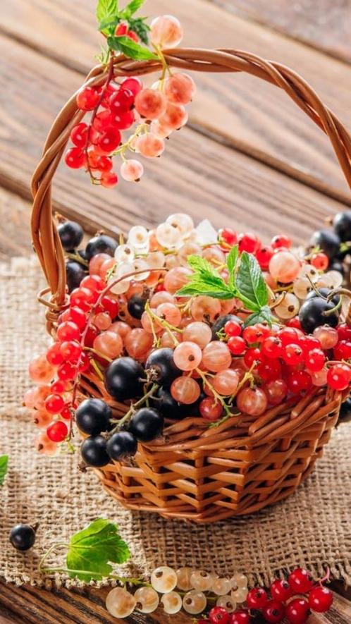Aalbessen heerlijke rode, witte of zwarte bessen in soorten., Jardin & Terrasse, Plantes | Arbres fruitiers, Plein soleil, Été