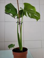 Monstera, Huis en Inrichting, Ophalen