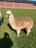 Alpaca hengst  2 jaar, Dieren en Toebehoren