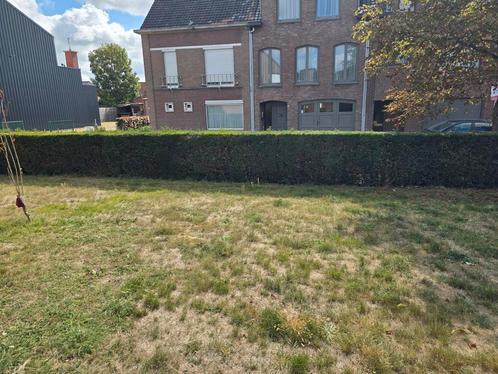 Buxushaag van 26 lopende meter., Tuin en Terras, Tuinhekken en Hekwerk, Zo goed als nieuw, Ophalen