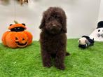 Dwergpoedel pups, Dieren en Toebehoren, Honden | Chihuahua's en Gezelschapshonden, Poedel, België, 8 tot 15 weken, CDV (hondenziekte)