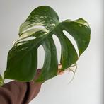 Monstera variegata stek, Huis en Inrichting, Kamerplanten, Ophalen