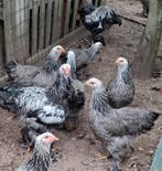 Brahma zilverpatrijs hennen, Dieren en Toebehoren, Pluimvee