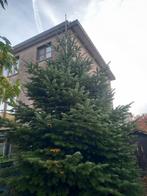 Nordmann /kerstboom 4-5m hoog, Ophalen
