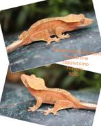 0.1 Proven Cappuccino wimpergekko vrouw, Dieren en Toebehoren, Hagedis, Tam, 3 tot 6 jaar