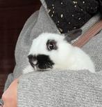 Konijntje Dwergvlindertje of Mini Lotharinger te koop, Dieren en Toebehoren, Mannelijk, Dwerg, 0 tot 2 jaar