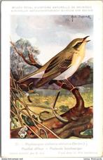 Fluitende Boszanger – Nº 27 – Belgian Museum History Print, Envoi, Non affranchie, Oiseaux