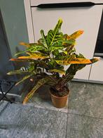 Plantes d intérieur, Enlèvement