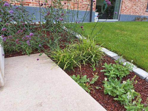 Siergrassen carex morrowii 'ice dance' Japanse zegge, Tuin en Terras, Planten | Tuinplanten, Siergrassen, Ophalen