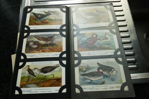 Verzameling 300 pk beschermde vogels  ed. KNM België, Verzamelen, Postkaarten | Dieren, Ongelopen, 1940 tot 1960, Vogel, Ophalen of Verzenden