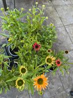 Echinacea cheyenne spirit, Tuin en Terras, Planten | Tuinplanten, Ophalen