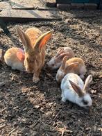 Vlaamse reuzen konijntjes, Dieren en Toebehoren, Konijnen
