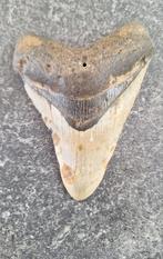 MEGALODON TAND USA	172	gr	11,4x8,6x2,2	cm, Verzamelen, Ophalen of Verzenden, Fossiel