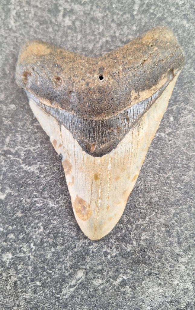 MEGALODON TAND USA	172	gr	11,4x8,6x2,2	cm, Verzamelen, Mineralen en Fossielen, Fossiel, Ophalen of Verzenden