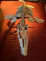 Squelette de mosasaure fossile rare - ère des dinosaures., Fossile, Enlèvement