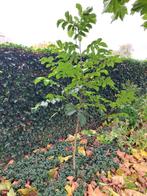 Walnotenboom, Ophalen, 100 tot 250 cm, Walnotenboom
