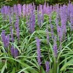 Liriope muscari 'Moneymaker'  NAJAARSBLOEIER, Tuin en Terras, Planten | Tuinplanten, Ophalen, Bodembedekkers, Vaste plant, Volledige schaduw