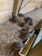 Japanse kwartels, Dieren en Toebehoren, Pluimvee, Meerdere dieren, Overige soorten
