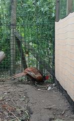 Fazant, Dieren en Toebehoren