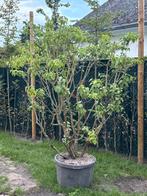 Witte sering struik, Tuin en Terras, Planten | Struiken en Hagen, Ophalen, Struik