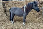 Mini pony, Dieren en Toebehoren, Pony's