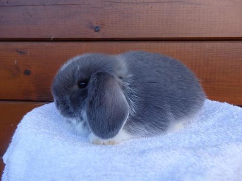 nhd, voedstertjes, Animaux & Accessoires, Lapins, Nain, Femelle, 0 à 2 ans, Oreilles tombantes