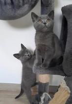 Britse korthaar kittens nog 2  kittens❗️❗️❗️, Meerdere dieren, Gechipt, 0 tot 2 jaar