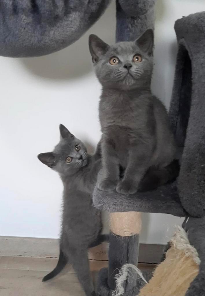 Britse korthaar kittens nog 1  kitten❗️❗️❗️, Animaux & Accessoires, Chats & Chatons | Chats de race | Poil ras, Plusieurs animaux