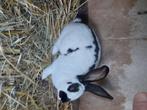Vlinderkonijn, Dieren en Toebehoren, Konijnen, Mannelijk, Groot, 0 tot 2 jaar