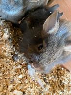 Dwerg konijntjes, Dieren en Toebehoren, Konijnen, Dwerg