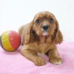 Cavalier King Charles - Belgische pups te koop, Dieren en Toebehoren, Honden | Chihuahua's en Gezelschapshonden, België, CDV (hondenziekte)