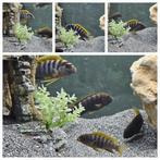 Labidochromis hongi super rouge. Elevage amateur au Malawi, Animaux & Accessoires, Poissons | Poissons d'aquarium, Poisson, Poisson d'eau douce