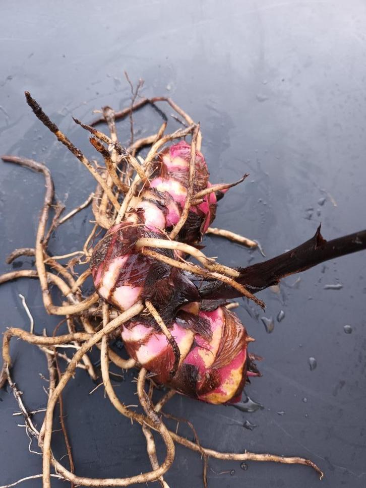 Canna knollen, Tuin en Terras, Planten | Struiken en Hagen, Ophalen