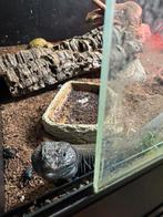 Koppel parelhagedis, Dieren en Toebehoren, Met terrarium