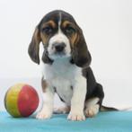 Beagle - Belgische puppy's te koop, Dieren en Toebehoren, België, Beagle, Handelaar, CDV (hondenziekte)