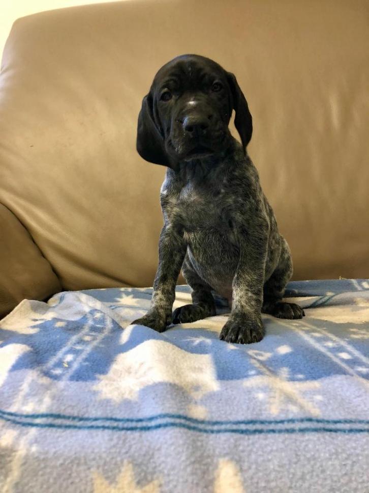 Duitse staande korthaar pups met stamboom, Dieren en Toebehoren, Honden | Setters en Staande honden, Reu, Duitse Staande hond