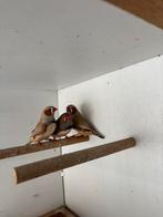 3 zebravink mannen te koop, Dieren en Toebehoren, Meerdere dieren, Tropenvogel, Geringd