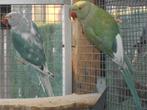 kweekrijp koppel halsbanden rec bont, Dieren en Toebehoren, Meerdere dieren, Parkiet, Geringd
