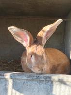 Vlamese Reus, Dieren en Toebehoren