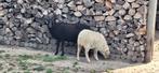 2 Quessant ooien, Dieren en Toebehoren, Vrouwelijk, Schaap
