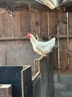 Poule de Bresse hennen, Dieren en Toebehoren, Pluimvee