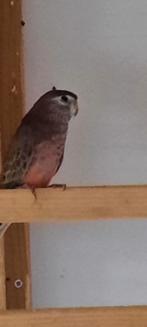 Bourkes wildkleur split gezoomd., Dieren en Toebehoren, Vogels | Overige Vogels, Geringd